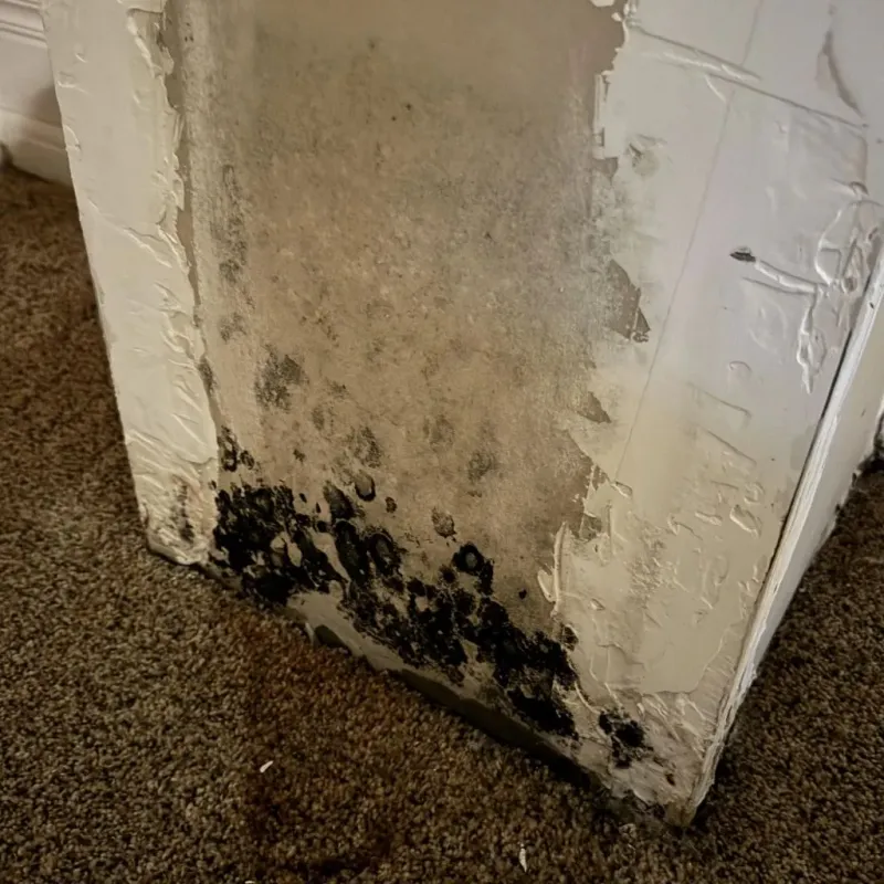 Professional Mold Removal in Austin, IN